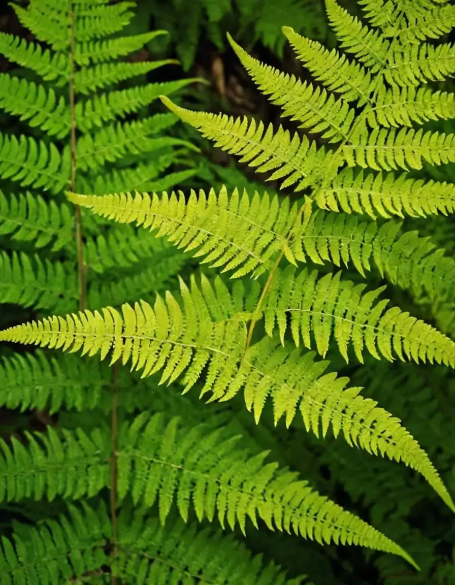 Fern